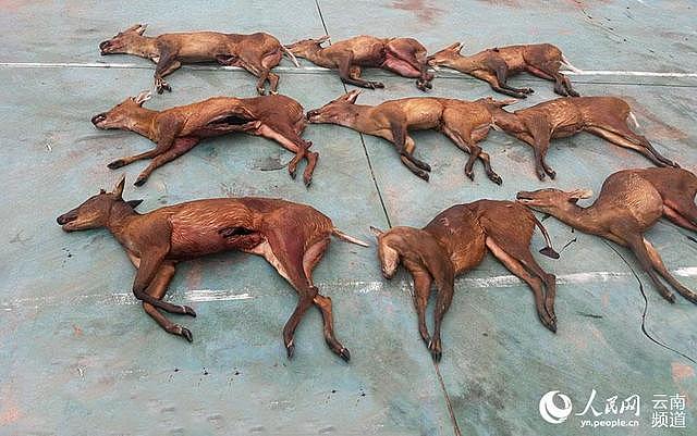 云南缴获14只国家保护动物赤麂死体 每只都有枪眼