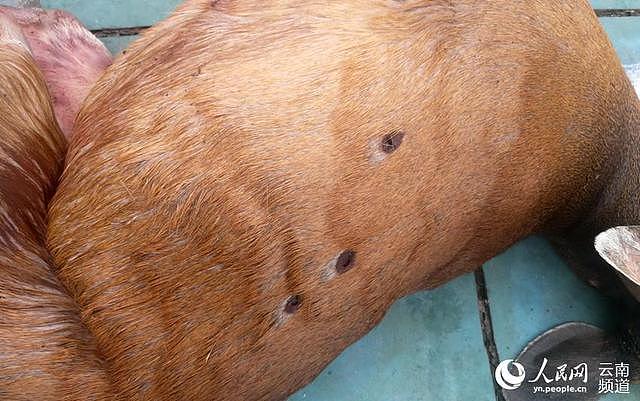 云南缴获14只国家保护动物赤麂死体 每只都有枪眼