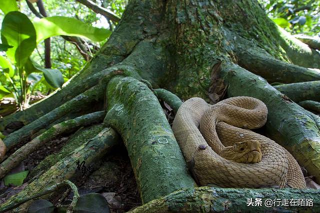 最恐怖岛屿：面积43万平米却有50万条蛇，最贵一条卖20万