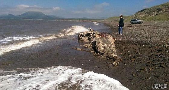 俄罗斯库页岛海岸的海怪尸体，面相狰狞，有可能是史前生物