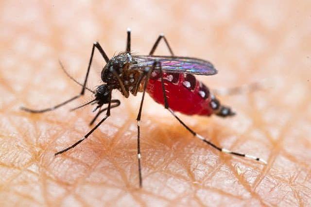 法电视主持人呼吁别拍死蚊子：蚊子吸血是“母亲正想办法养孩子”