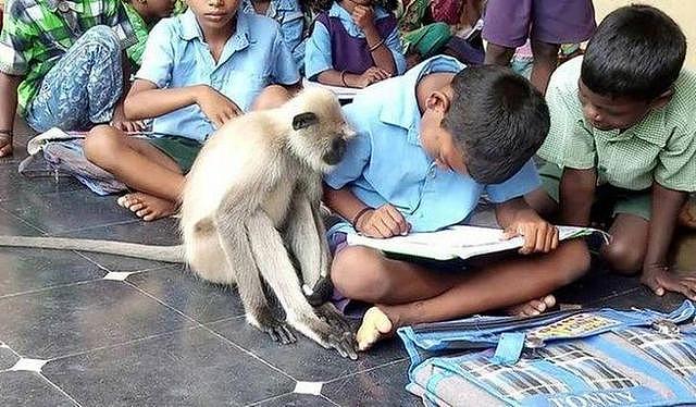 印度母猴和小学生一起上课，认真听讲服从纪律，学生出勤率达100%