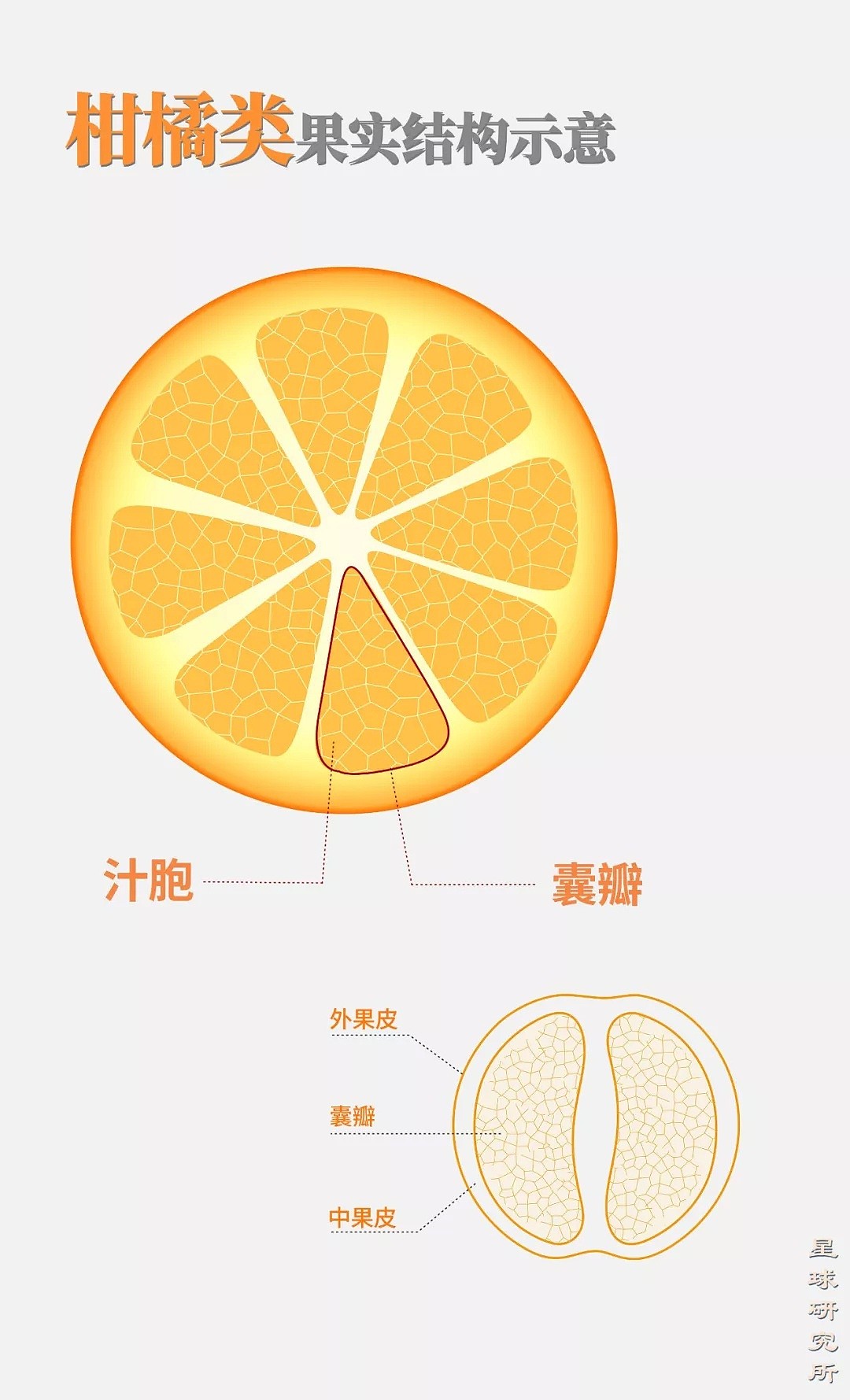 我们的祖国是果园：如何种出14亿人份的水果?（组图） - 13