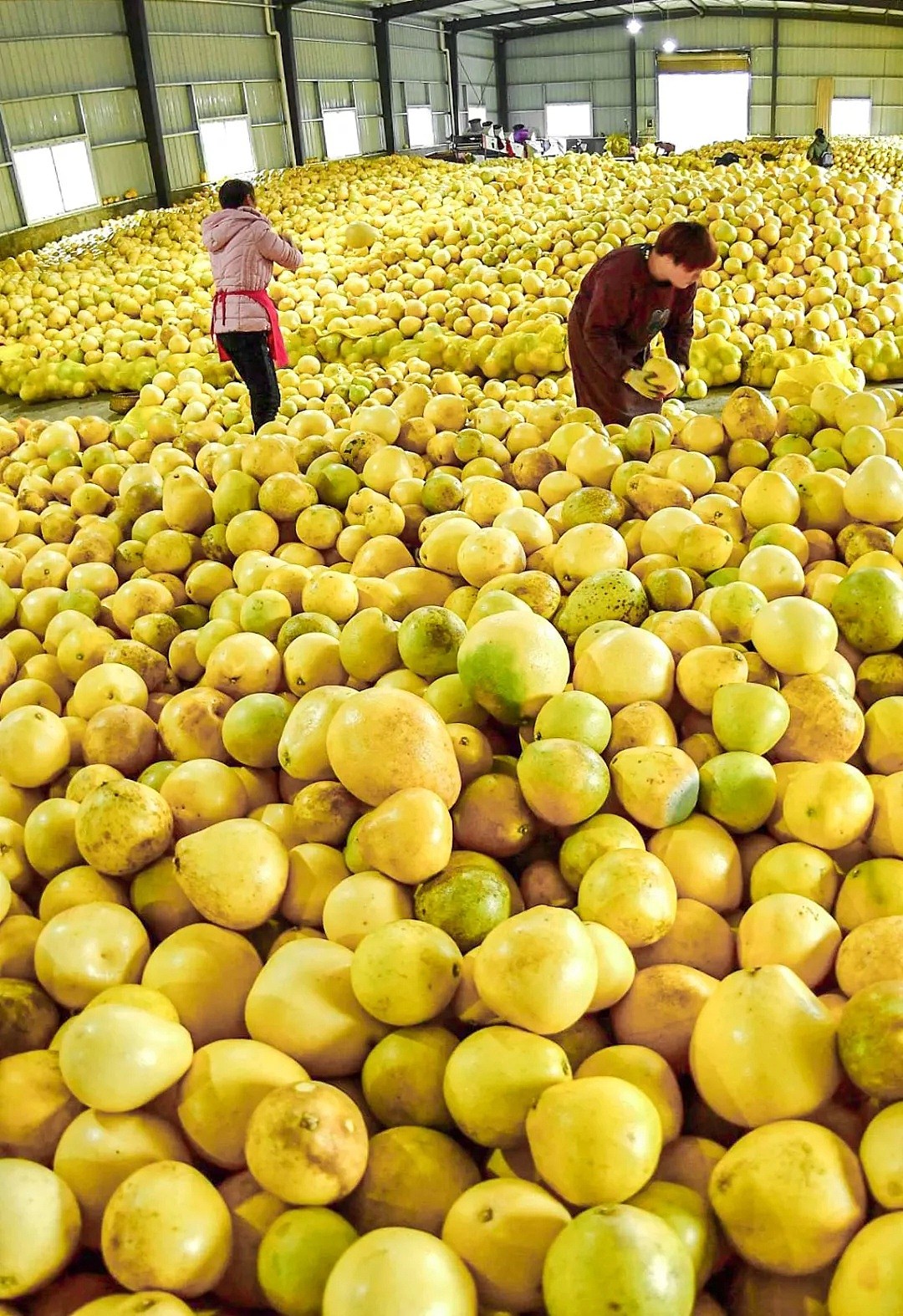 我们的祖国是果园：如何种出14亿人份的水果?（组图） - 57