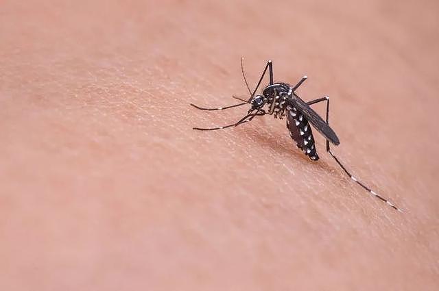 “蚊子也是为了养自己孩子才吸血，人类应该宽容点给蚊子捐血啊！”