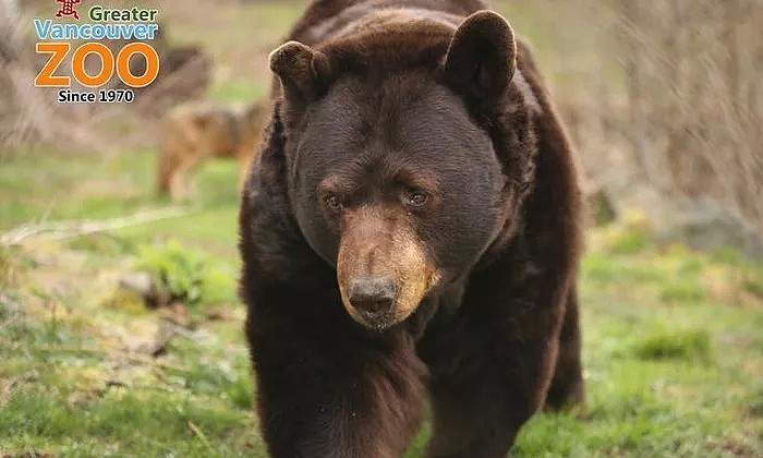 警惕！2岁女童大温动物园遭黑熊撕咬 手指被咬掉 恐终身残疾 妈妈悔断肠！（组图） - 2