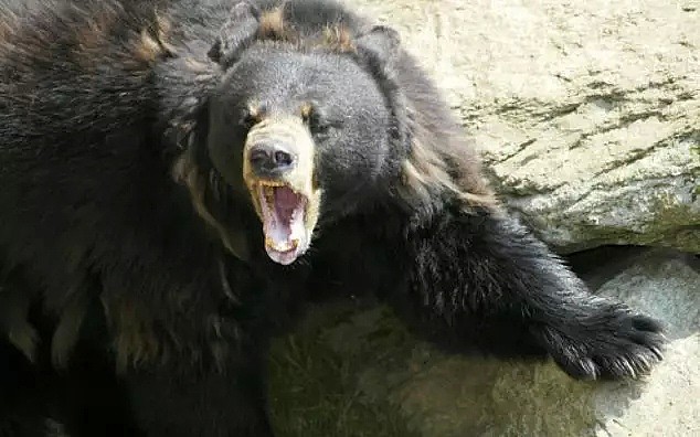 警惕！2岁女童大温动物园遭黑熊撕咬 手指被咬掉 恐终身残疾 妈妈悔断肠！（组图） - 3