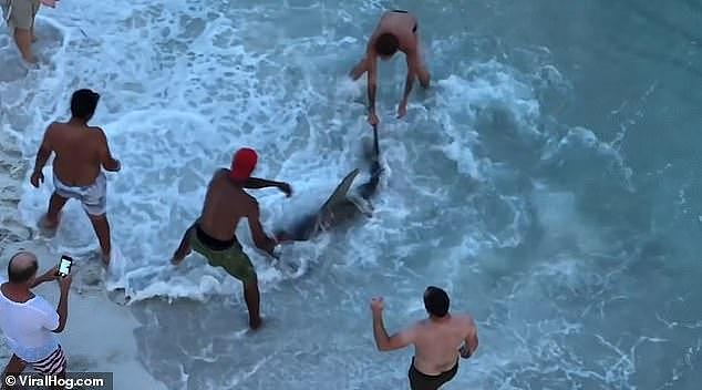 美数名“硬核”游客徒手捉鲨鱼，还将其拽上岸，围观者惊呆
