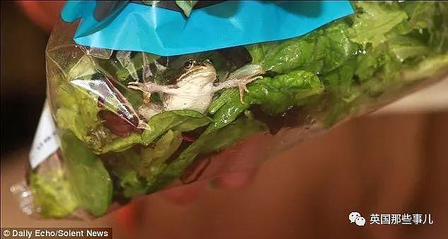 超市买的沙拉居然吃出青蛙蜥蜴和蝙蝠？加肉也不能这么加啊呕