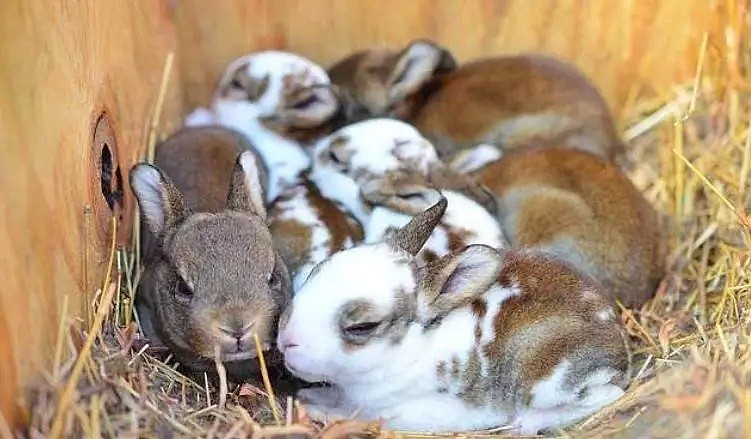 怎么可以吃兔兔！悉尼肉店公然出售可爱活兔！惹网友众怒遭调查！ - 3