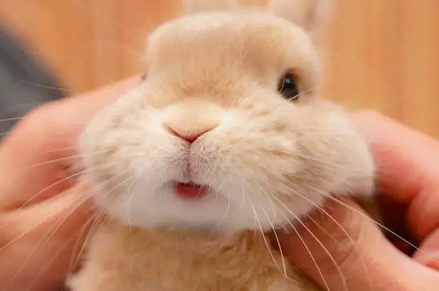 怎么可以吃兔兔！悉尼肉店公然出售可爱活兔！惹网友众怒遭调查！ - 4