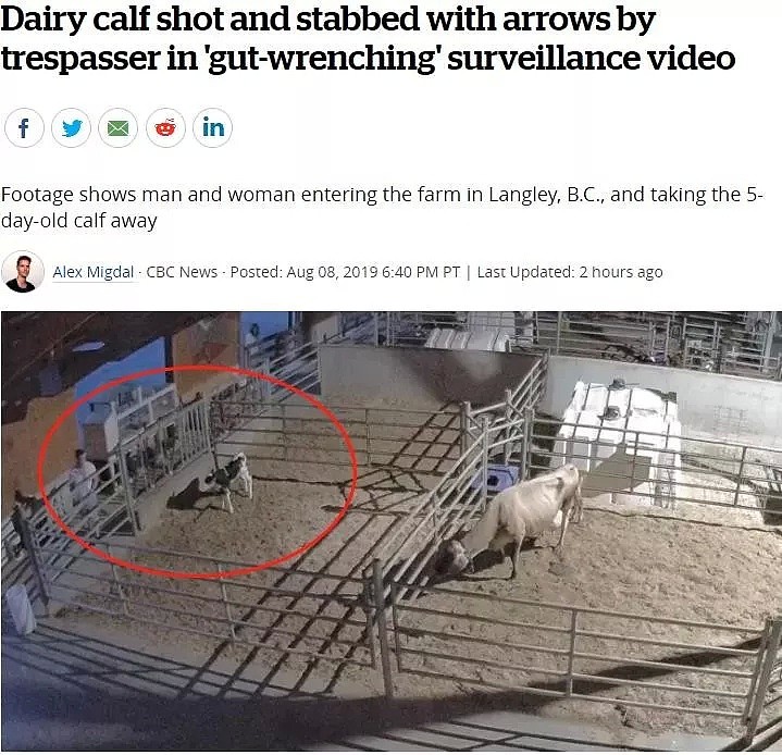 太残忍！5天大小奶牛被2名亚裔男女虐杀偷走，网友：查华人餐馆（组图） - 1