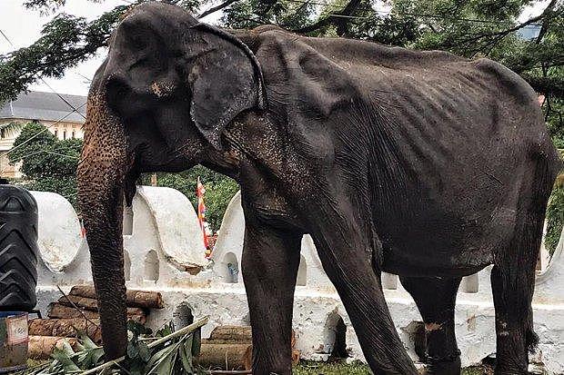 斯里兰卡年迈大象瘦得皮包骨，戴沉重镣铐含泪参加游行惹人心疼
