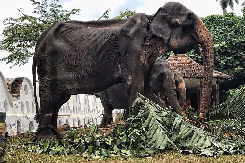 斯里兰卡70岁母象骨瘦如柴，披上华服被逼劳役10天（视频/图） - 2