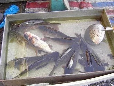 活鱼竟致癌？它26年前被澳洲列为毒药，现在却还活跃在中国！（组图） - 4
