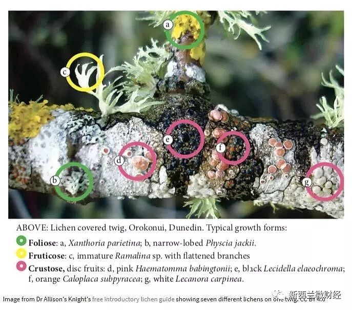 新西兰地衣被奉为天然伟哥，有人趴地舔食不愿错过（组图） - 26