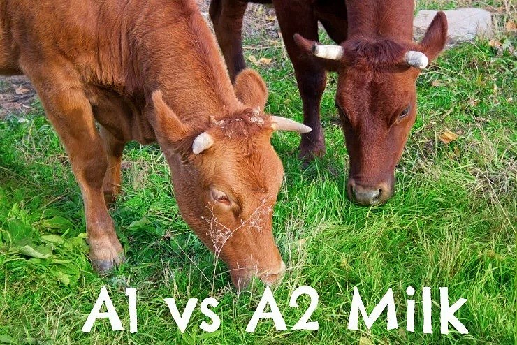 A2牛奶价值再获科研确认 细分市场进入白热化竞争时代 - 2