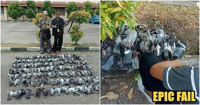 鸽子乌鸦分不清？马来西亚政府官方灭乌鸦，结果杀了一堆鸽子…