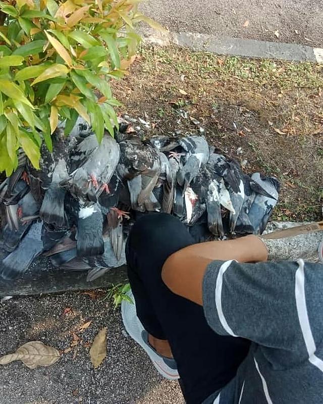 鸽子乌鸦分不清？马来西亚政府官方灭乌鸦，结果杀了一堆鸽子…
