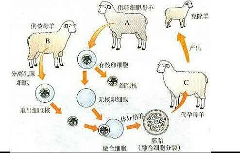 国内首例商业克隆猫诞生记：25万一只 - 4