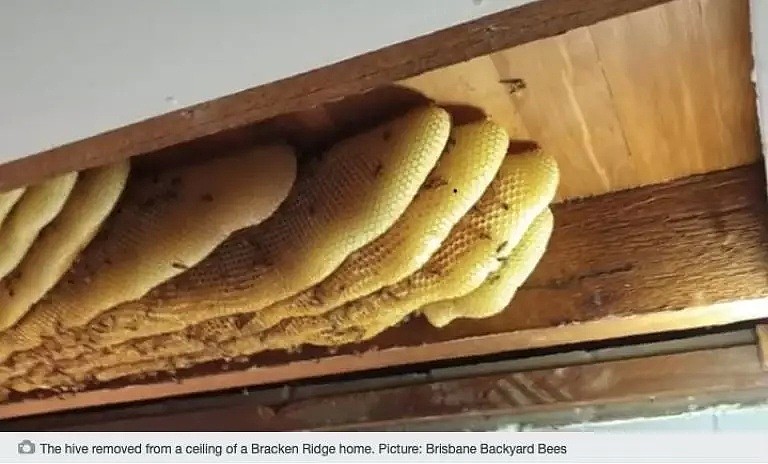 澳洲一住宅天花板惊现60000只蜜蜂！5平米蜂巢！看完你饿了吗？（组图） - 1