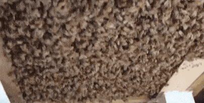 澳洲一住宅天花板惊现60000只蜜蜂！5平米蜂巢！看完你饿了吗？（组图） - 3