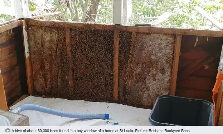 澳洲一住宅天花板惊现60000只蜜蜂！5平米蜂巢！看完你饿了吗？（组图） - 4