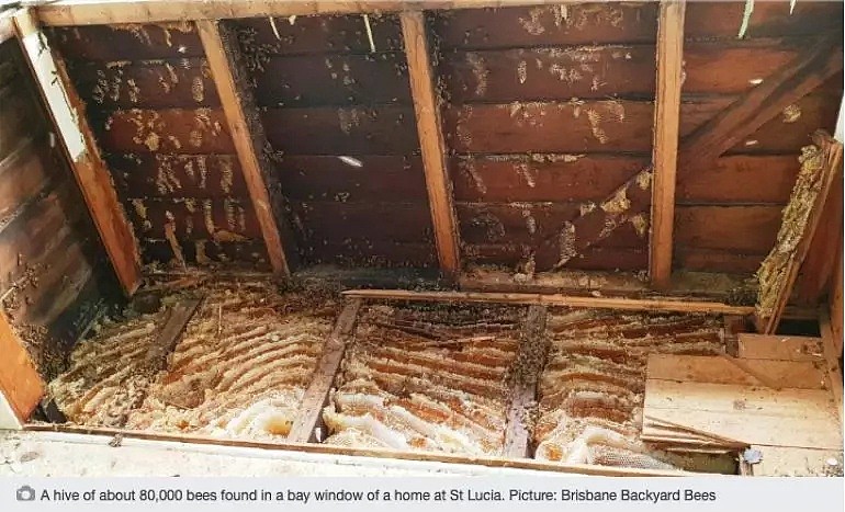 澳洲一住宅天花板惊现60000只蜜蜂！5平米蜂巢！看完你饿了吗？（组图） - 5