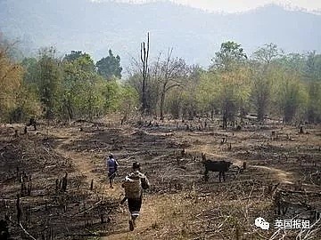 亚马逊雨林连烧三周无人管？巴西：烧成灰也不关你事！（组图） - 17