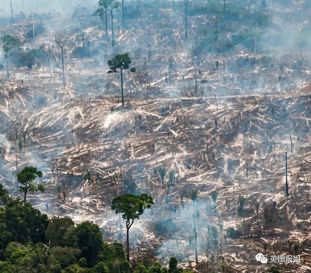 亚马逊雨林连烧三周无人管？巴西：烧成灰也不关你事！（组图） - 19