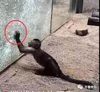 猴子砸裂玻璃！游客惊叫！动物园：已没收作案工具（视频/图） - 1