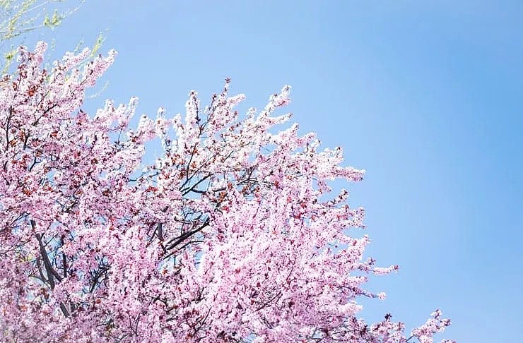 寻找墨尔本的春天，樱花满山，仿佛回头有风，走在一句诗里，走在一场樱花雨中。 - 4
