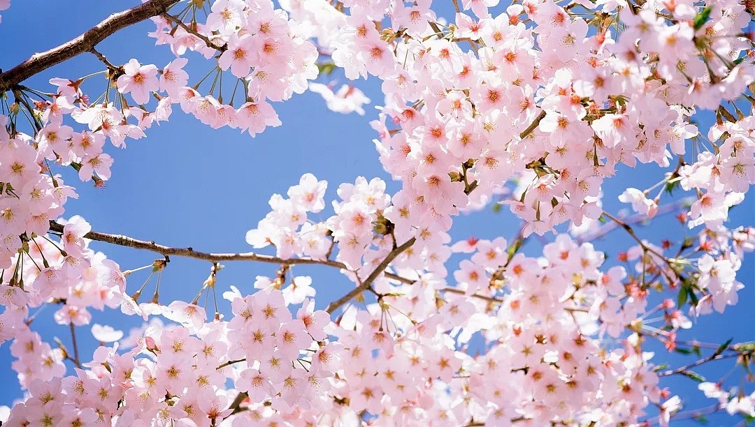 寻找墨尔本的春天，樱花满山，仿佛回头有风，走在一句诗里，走在一场樱花雨中。 - 6