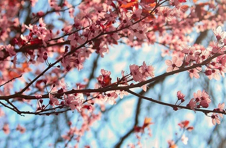 寻找墨尔本的春天，樱花满山，仿佛回头有风，走在一句诗里，走在一场樱花雨中。 - 24