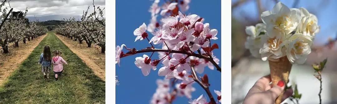 寻找墨尔本的春天，樱花满山，仿佛回头有风，走在一句诗里，走在一场樱花雨中。 - 26