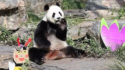 “续费”失败？“造熊”计划被迫暂停，澳洲大熊猫：我们可能要被“遣返”了！（组图） - 9