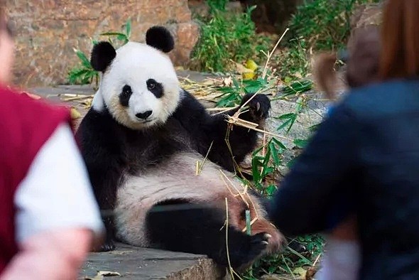 “续费”失败？“造熊”计划被迫暂停，澳洲大熊猫：我们可能要被“遣返”了！（组图） - 19