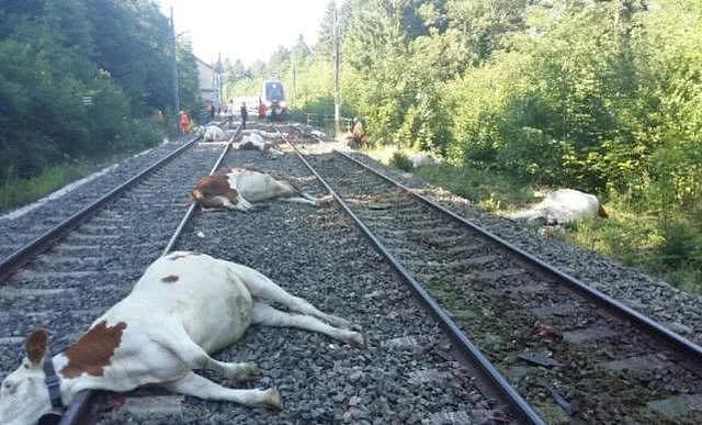 法国发生惨烈交通事故：高铁撞上牛群，20多头牛当场死亡