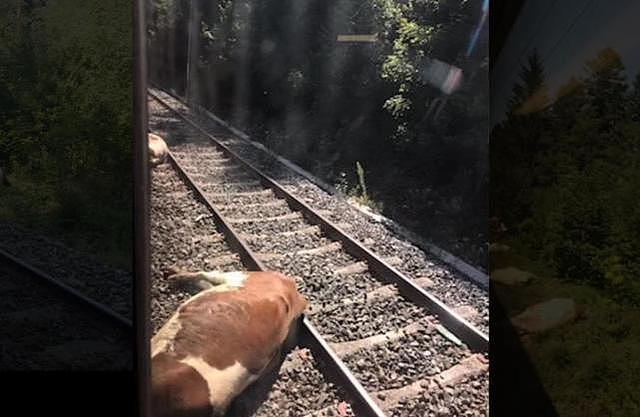 法国发生惨烈交通事故：高铁撞上牛群，20多头牛当场死亡