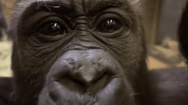 电视上播出的大猩猩画面