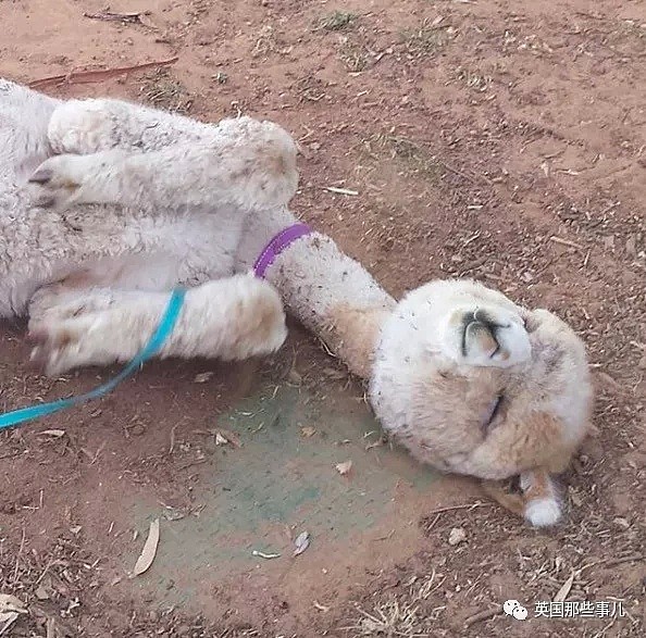 澳洲小哥把一只羊驼从小养大，现在这羊驼真把自己当萌宠了...（组图） - 10