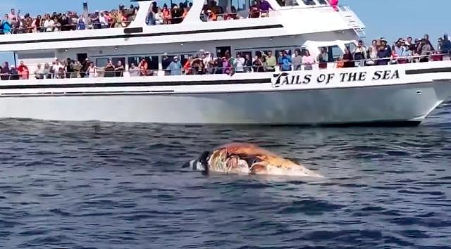 观鲸游客目睹大白鲨吞食鲸鱼尸体，游泳海滩紧急关闭
