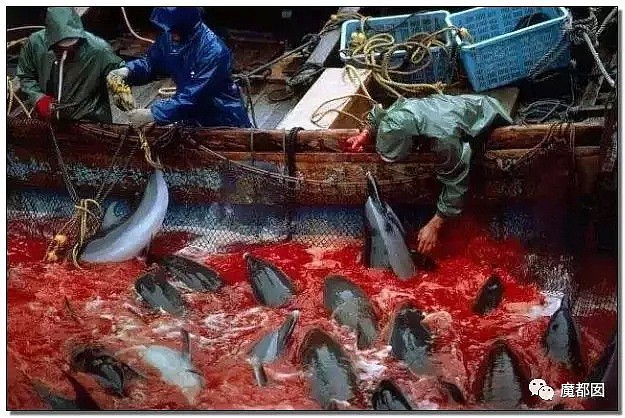 残忍兽性！腥红血海！血喷如雨！日本狞笑着把刀刺进海豚身体...（组图） - 9