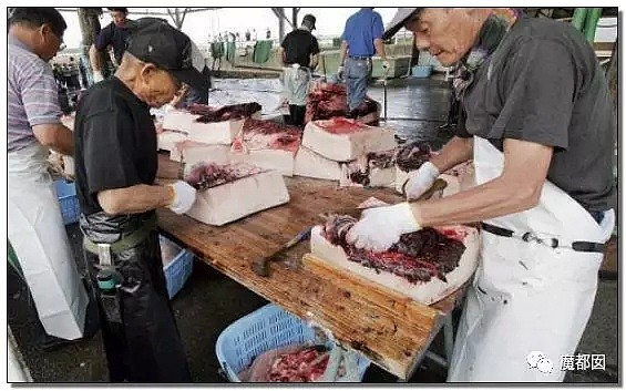 残忍兽性！腥红血海！血喷如雨！日本狞笑着把刀刺进海豚身体...（组图） - 11