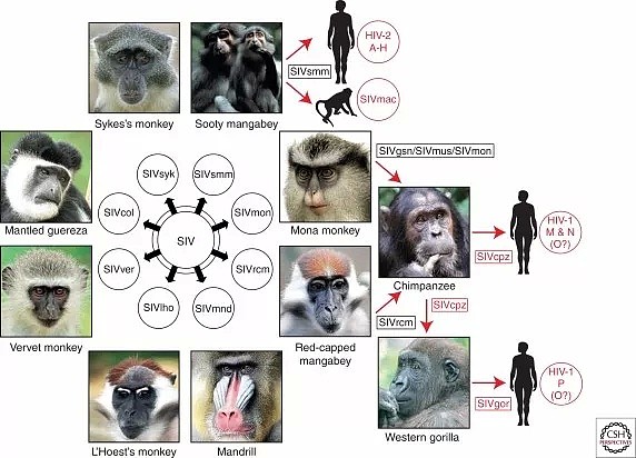 艾滋病起源于黑猩猩 第1个被感染的人干啥了？（组图） - 9