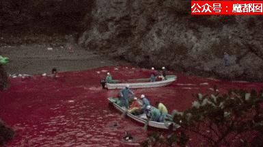 残忍兽性！腥红血海！血喷如雨！日本狞笑着把刀刺进海豚身体...（组图） - 56