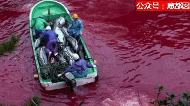 残忍兽性！腥红血海！血喷如雨！日本狞笑着把刀刺进海豚身体...（组图） - 60