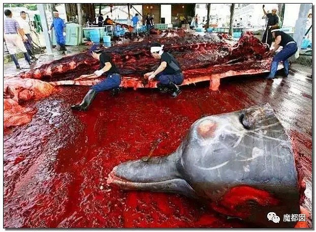 残忍兽性！腥红血海！血喷如雨！日本狞笑着把刀刺进海豚身体...（组图） - 64