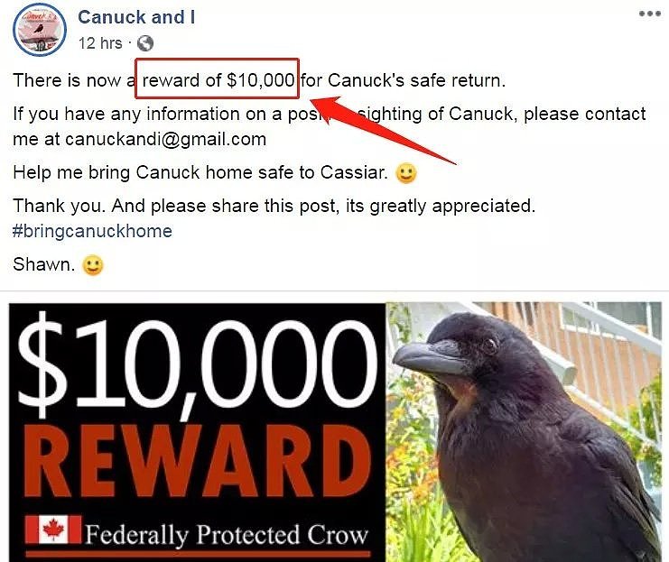 加拿大网红乌鸦失踪！1万加币悬赏...全城都不好了（组图） - 3
