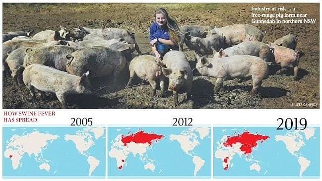 紧急！非洲猪瘟逼近澳洲，猪肉价格或持续暴涨！牛羊鸡肉也难幸免（组图） - 3